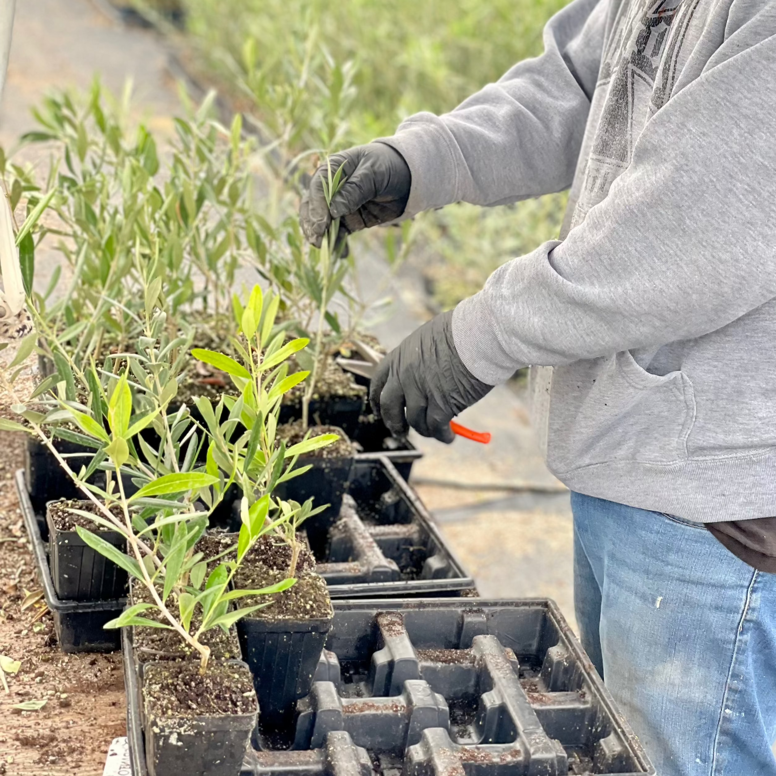 Worker prunes young olive tree ensuring good form for planting