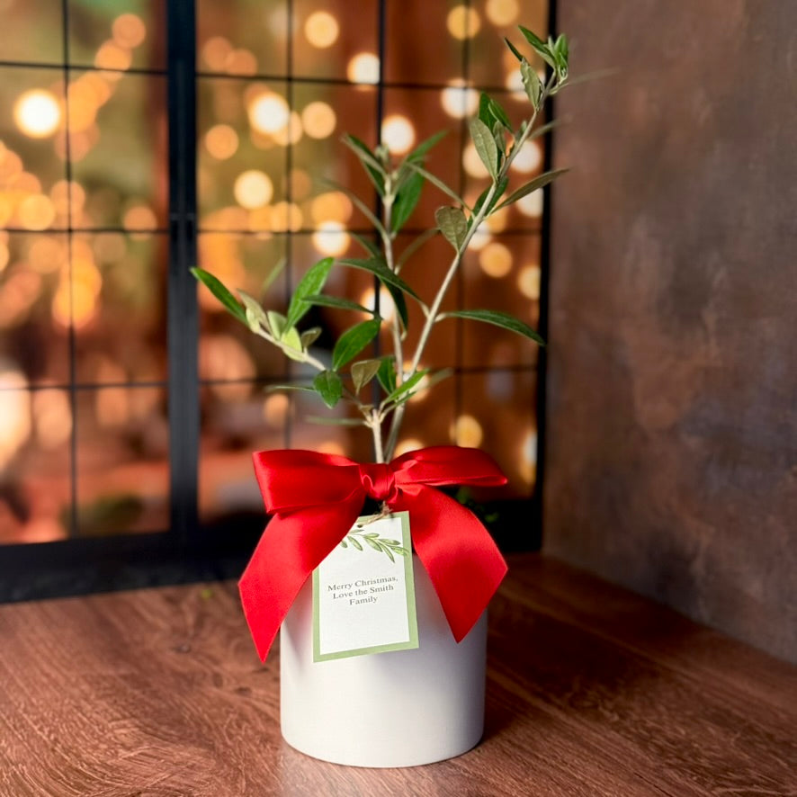 A small olive tree is shown in a round ceramic cachepot, a gift tag that says "Merry Christmas, Love the Smith Family", and a satin bow in front of holiday lights.