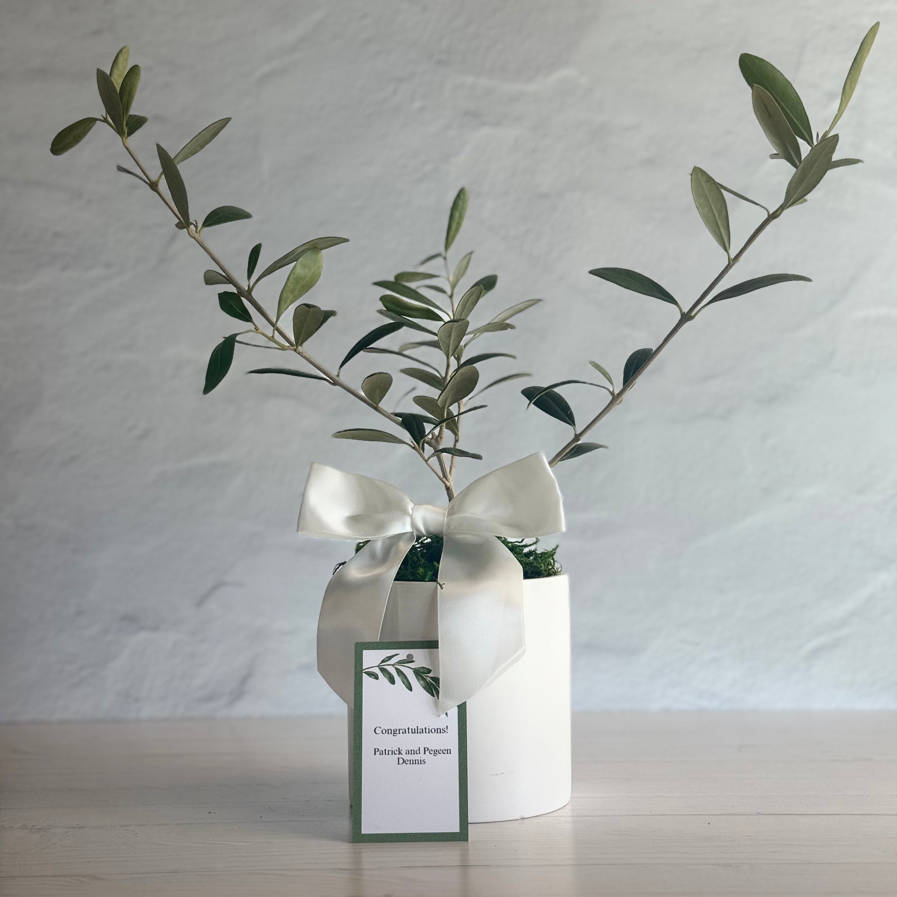 A healthy olive tree sapling is presented in a white cachepot with white satin bow with a personalized card which reads, "Congratulations Patrick and Pegeen Dennis".