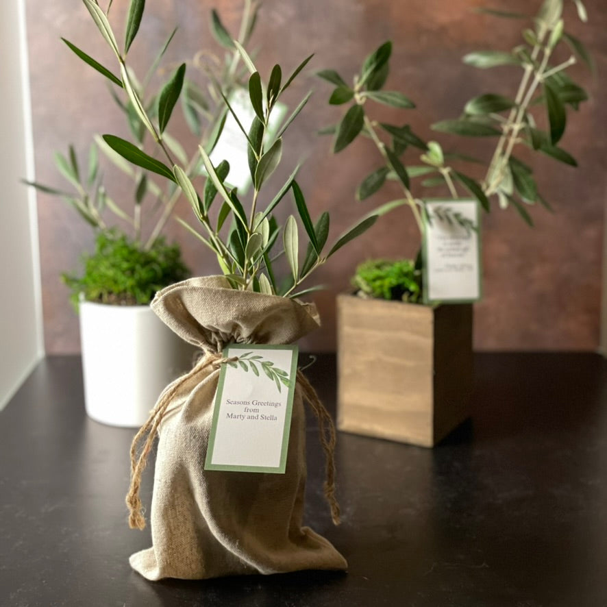 An olive tree sapling in burlap bag with gift tag is featured in front of similar trees in wooden and stoneware cachepots