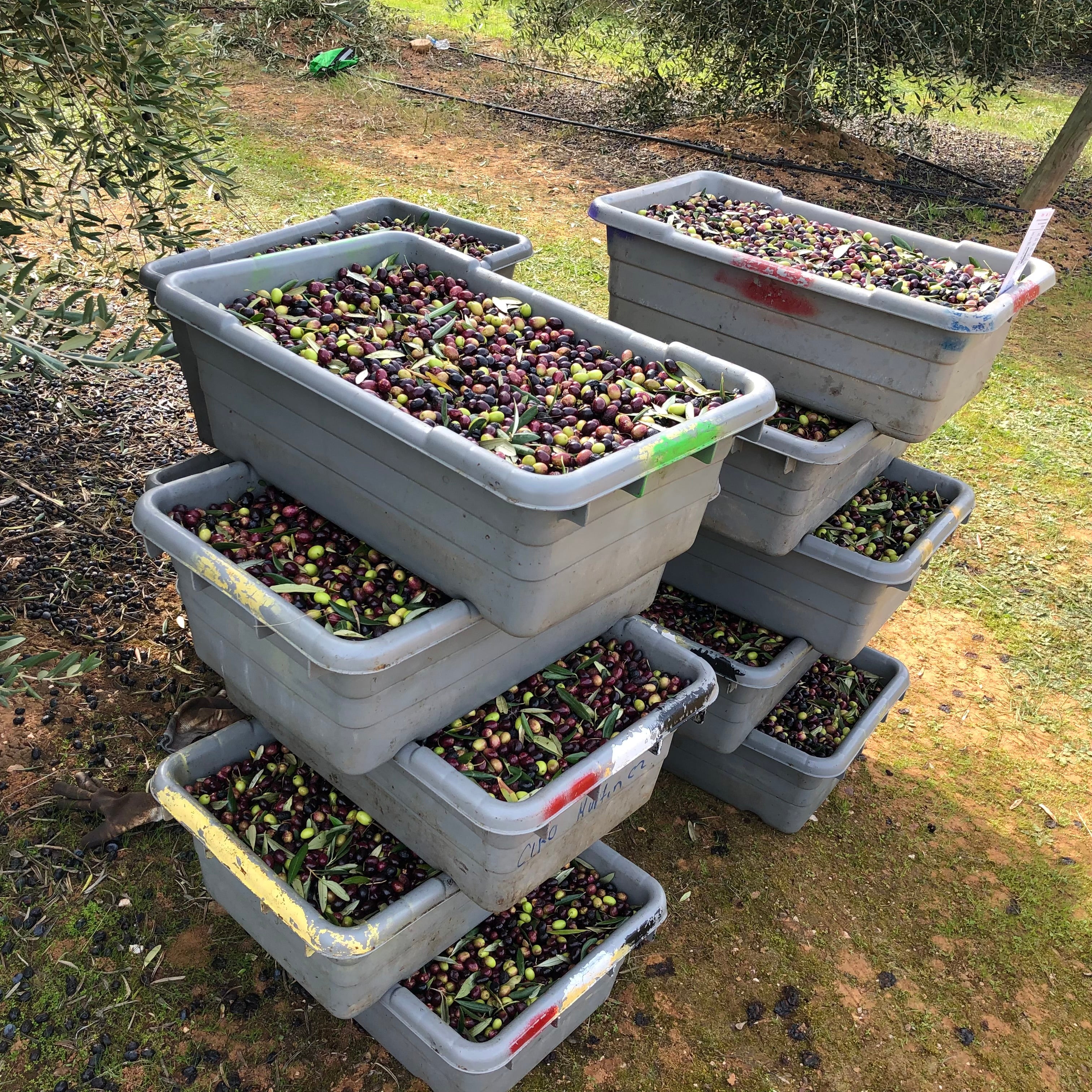 A stack of gray plastic crates filled with freshly harvested ripe olives on the ground outdoors in an orchard.