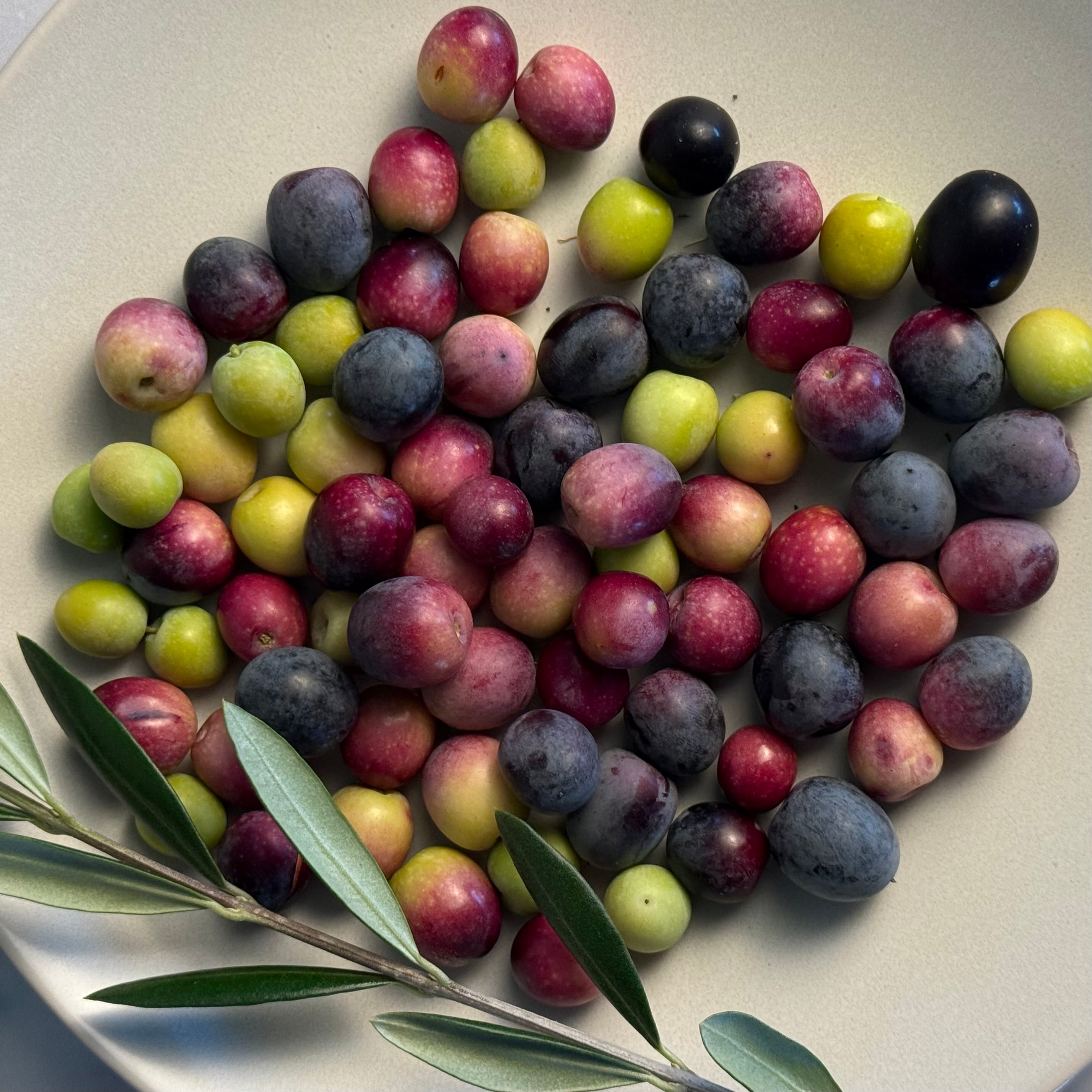 Ripe olives shown in the full range of colors that can be expected.