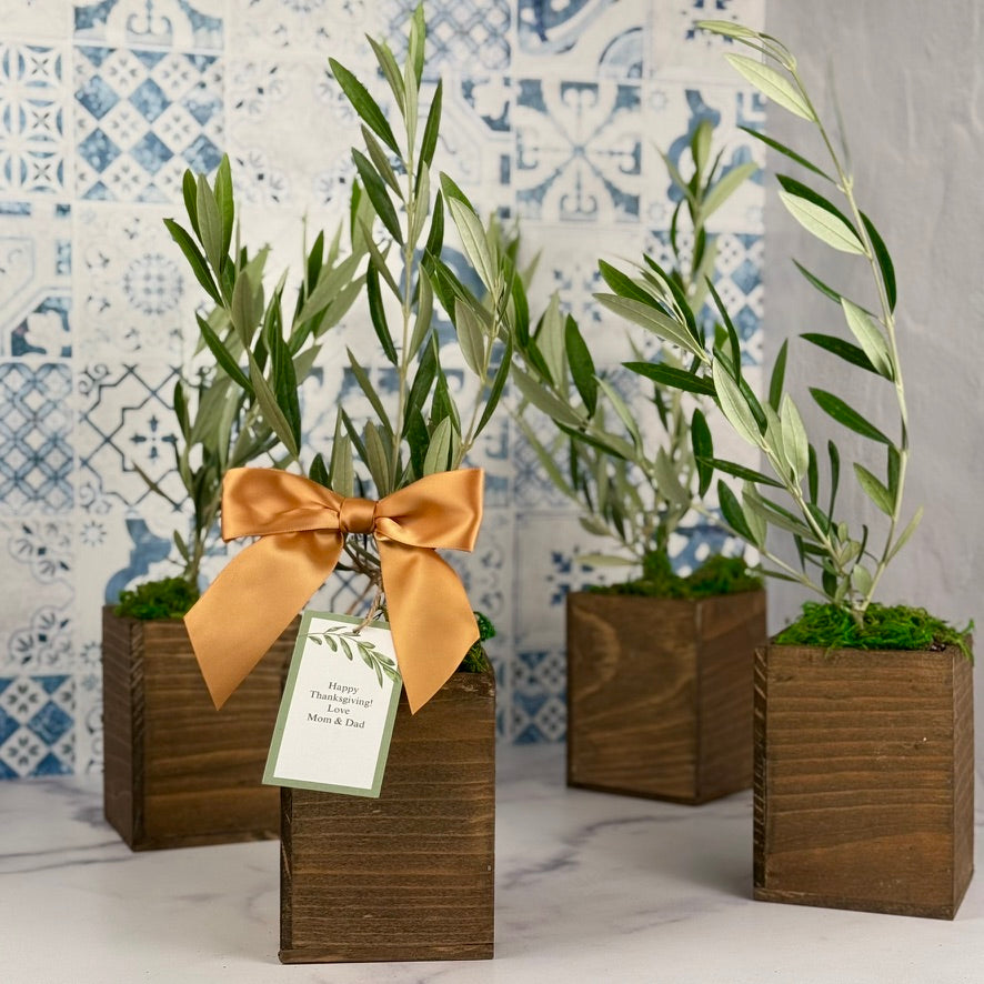 Four olive tree saplings in wooden cachepots are shown in a Mediterranean kitchen.