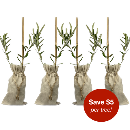 Replicated image of a single tree x4 to illustrate that you get four trees for this price