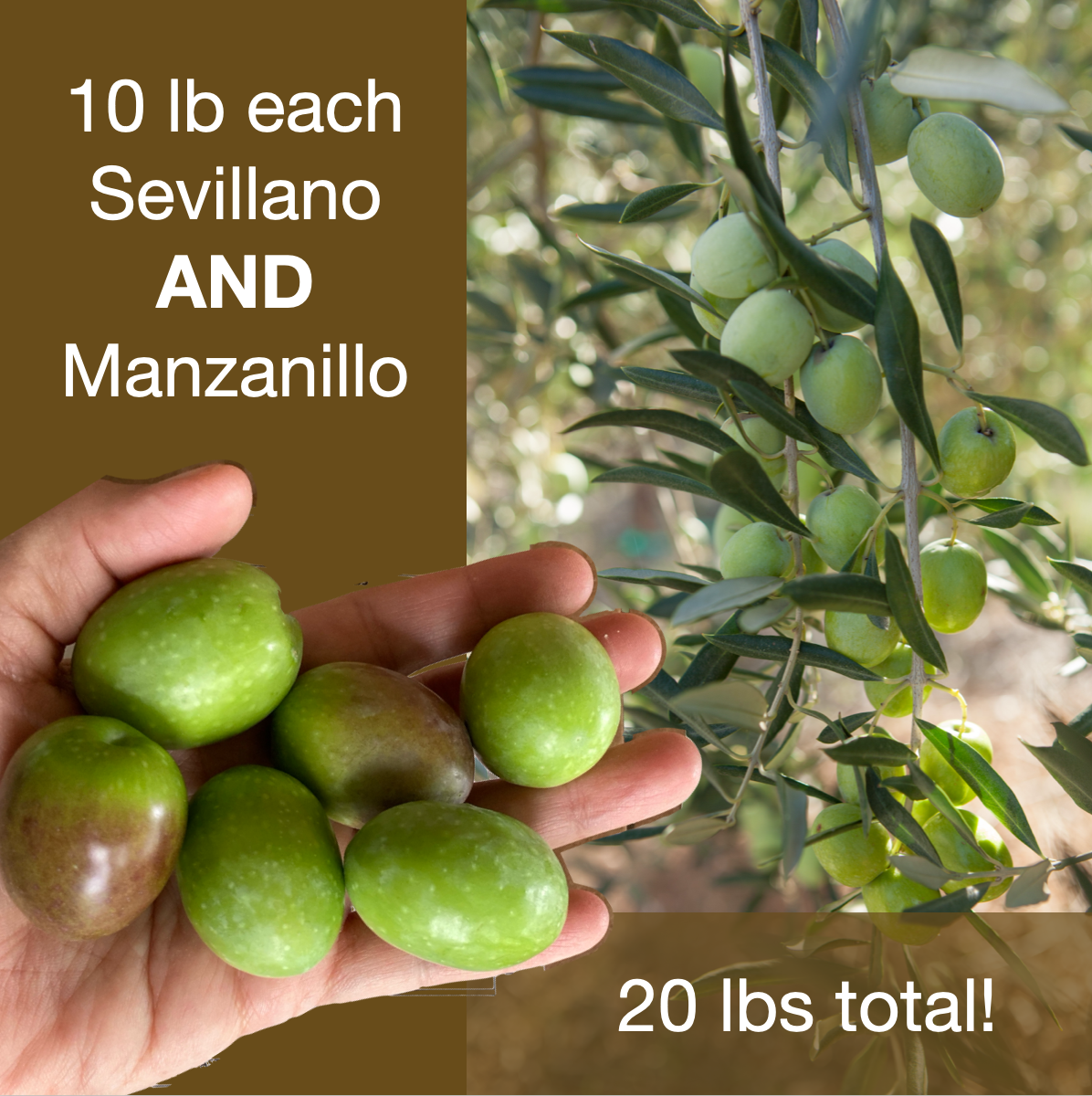 A woman's hand barely holds 6 big Sevillano olives; branch of smaller Manzanillo olives in background