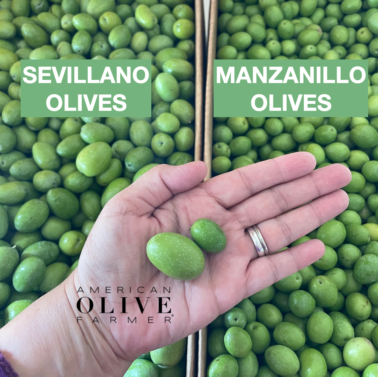 A woman's hand holds a large Sevillano and a smaller Manzanillo in the palm of her hand with boxes of both shown underneath. The Sevillano is approximately 2.5x bigger than the other olive in this image.