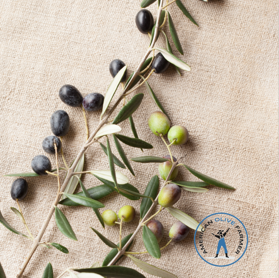 Taggiasca olive branch with black and green olives on an unbleached linen  background, featuring the American Olive Farmer logo.