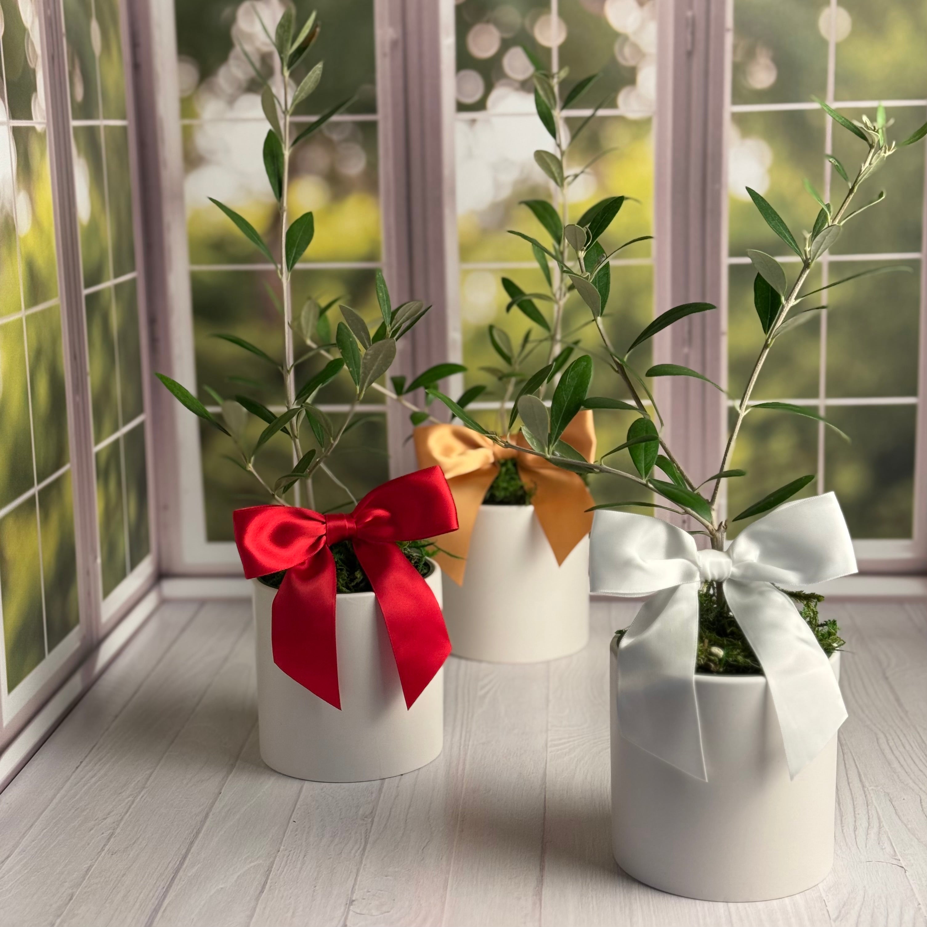 Three olive tree saplings are shown in a sunny kitchen window, each with a different color satin bow:  true red, warm gold, and pure white. 