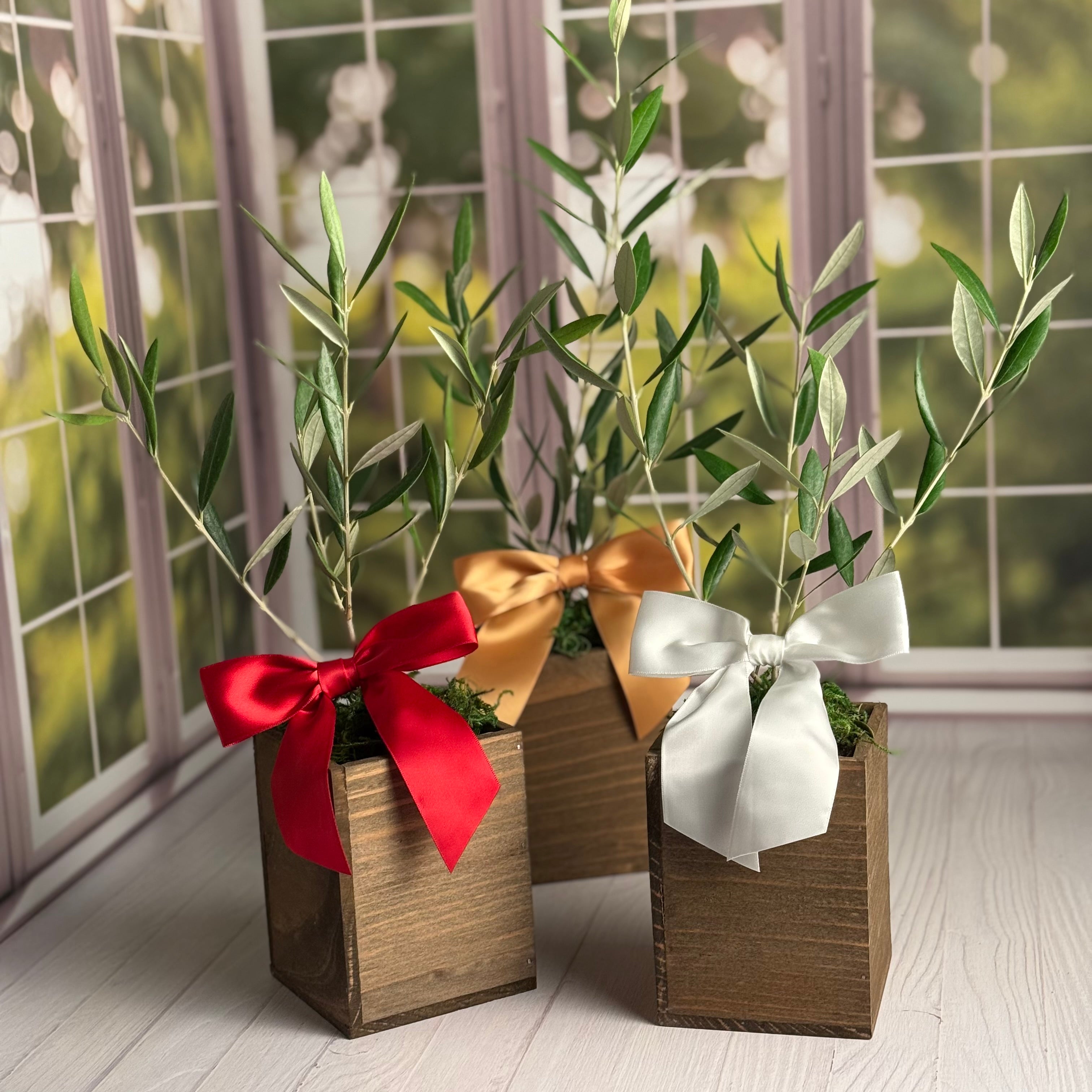A sunny window corner hold three olive tree saplings each in a rustic wooden cachepot and each with a satin bow:  true red, warm gold, and the third tree's bow is pure white.