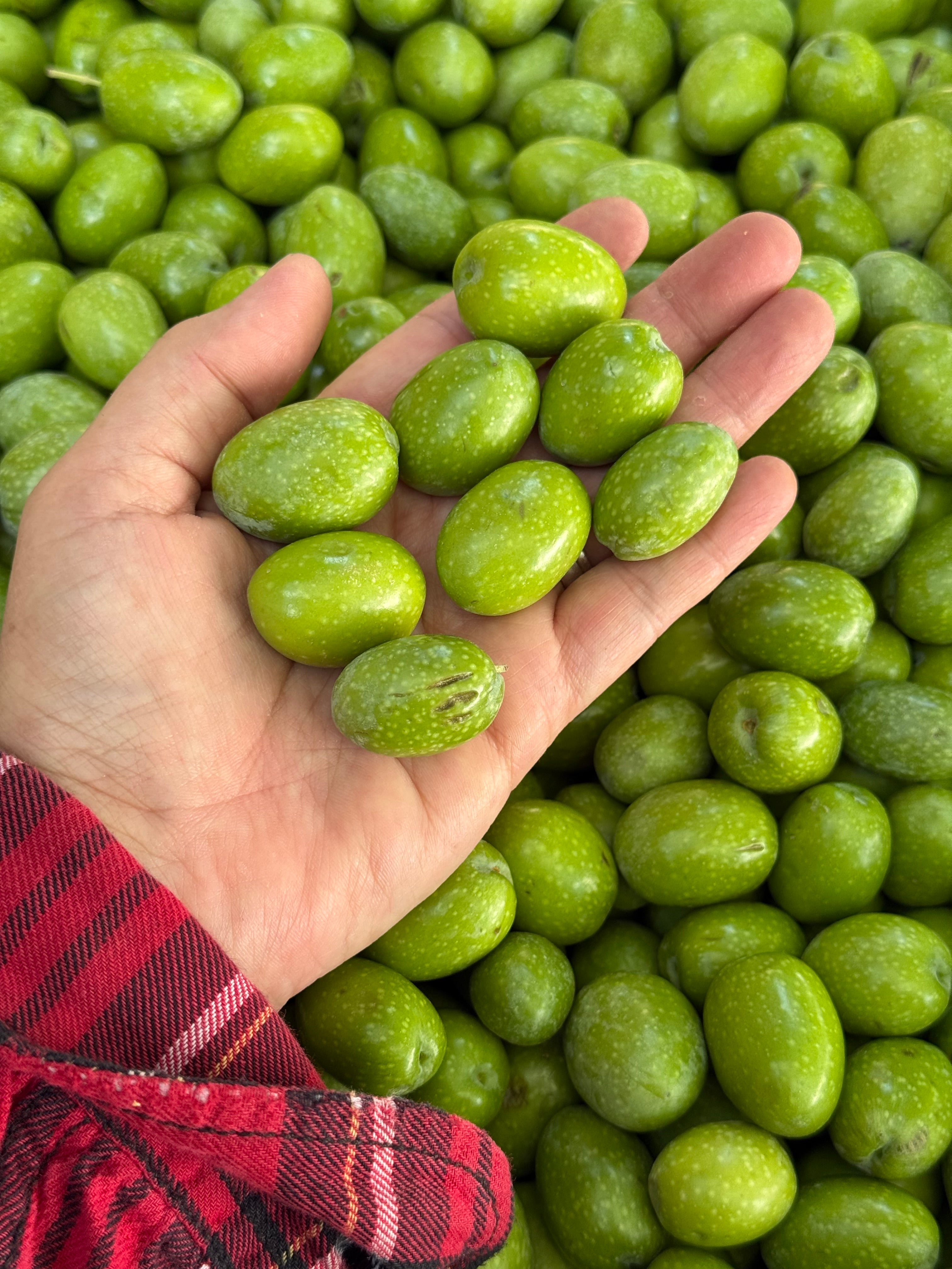Hand holding green olives with a background of more green olives