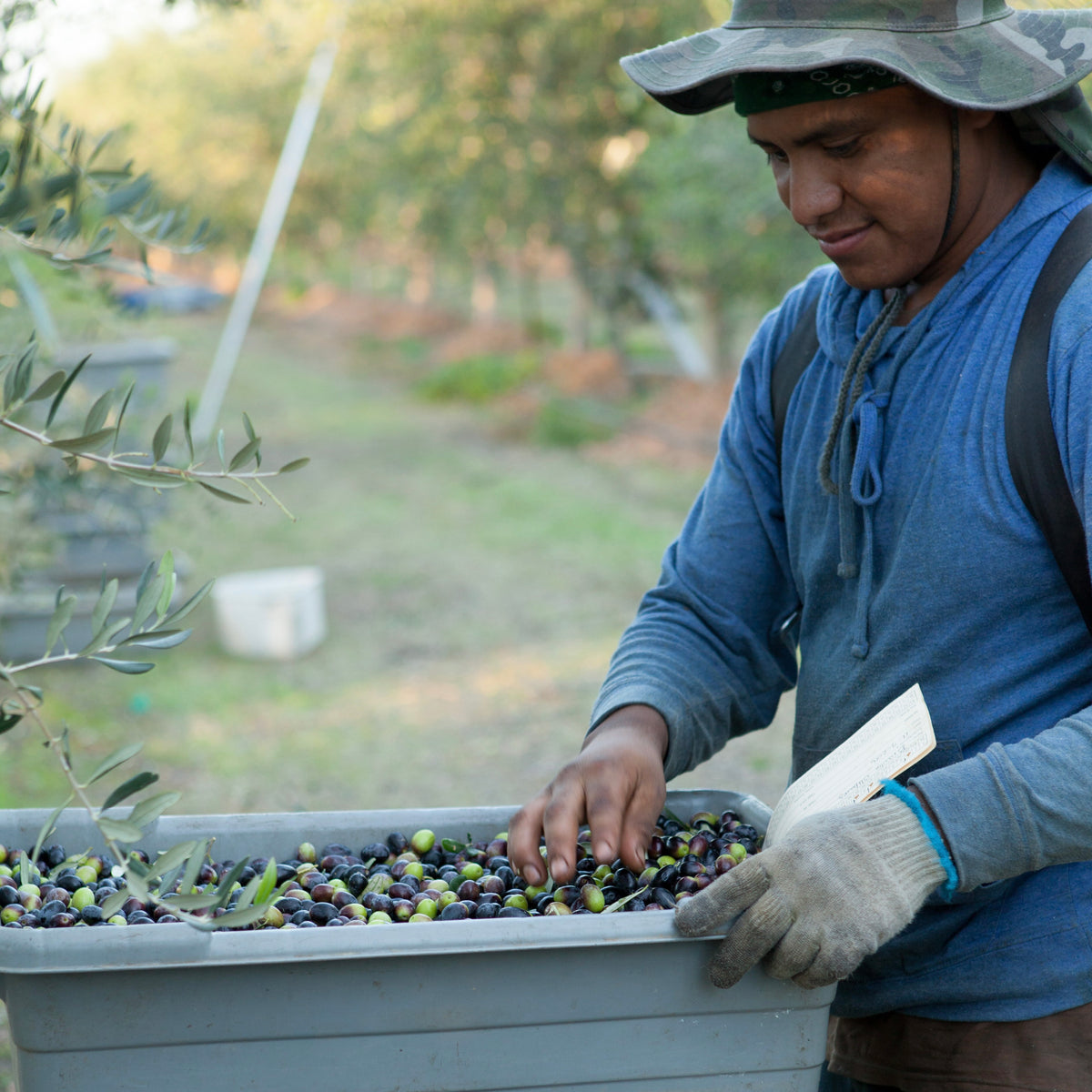 20 lb Box Ripe Raw Olives | American Olive Farmer, Corning California