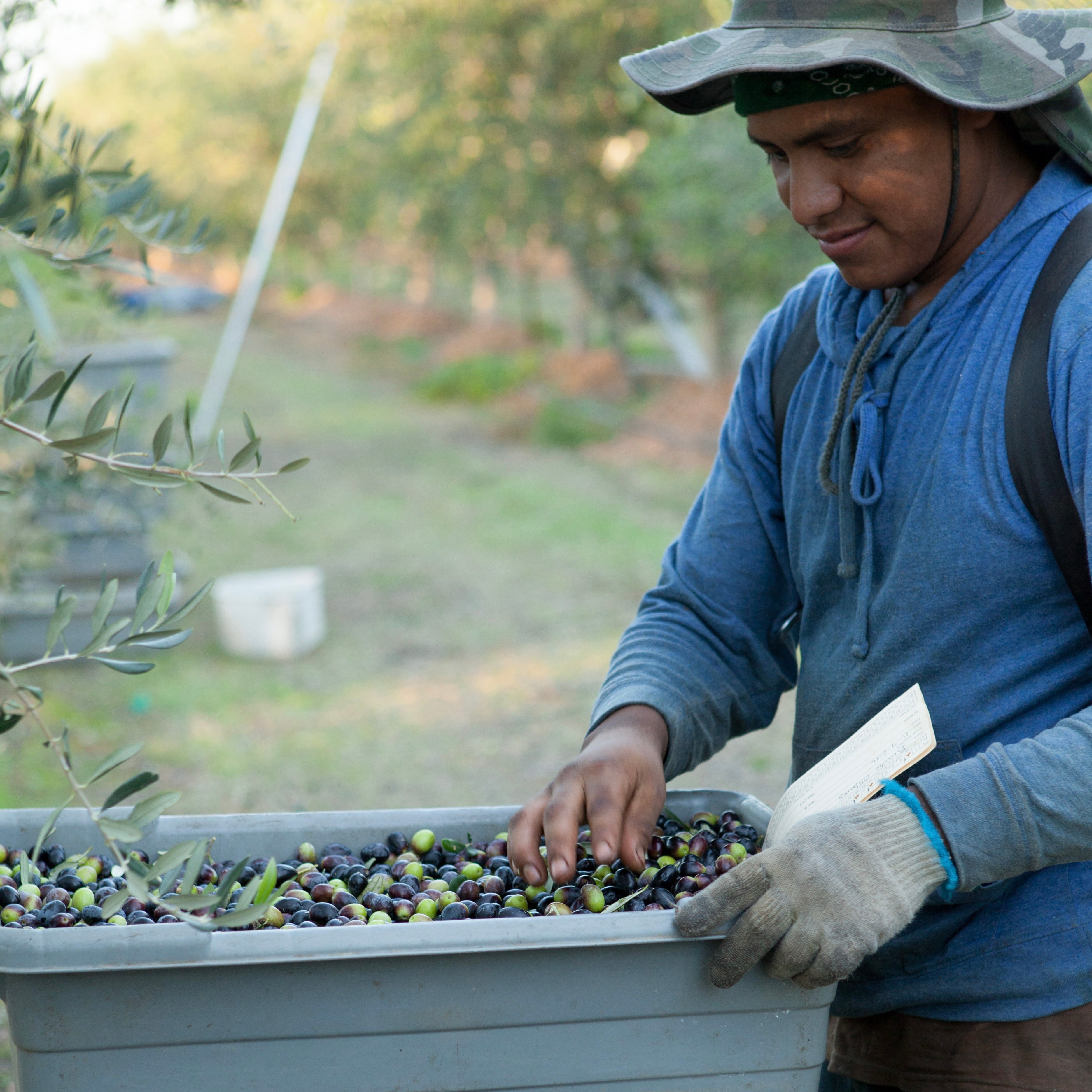 Farm Worker checks his olive harvest in an orchard