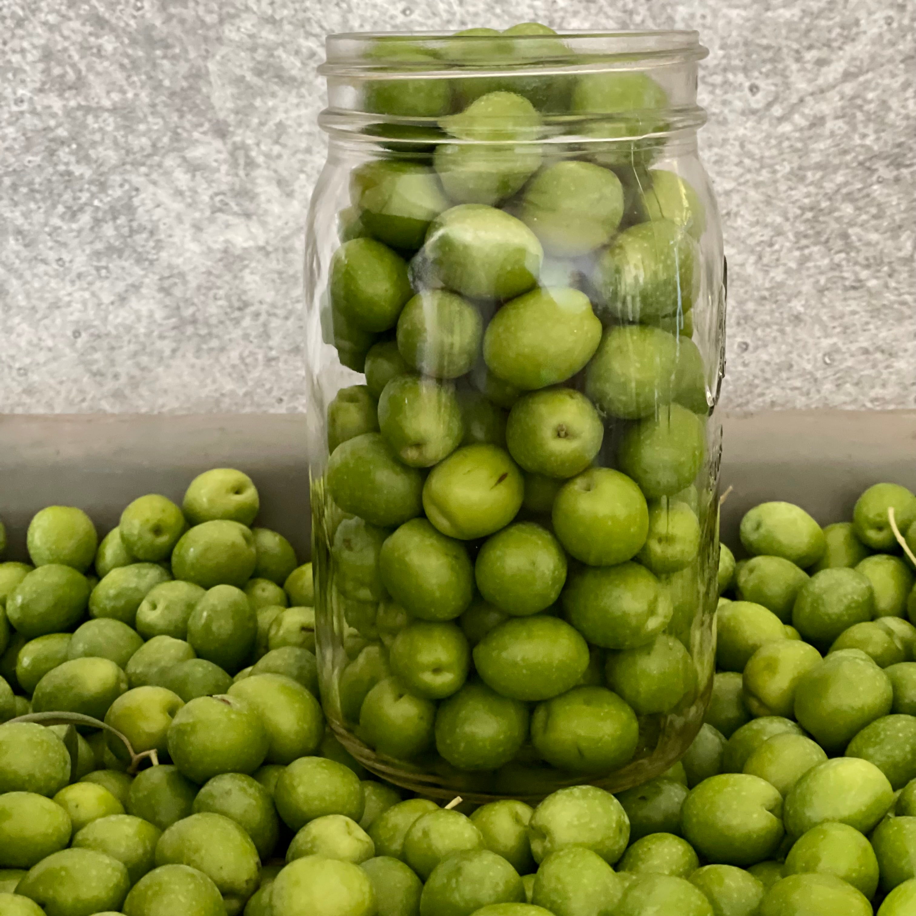 One-quart canning jar filled with fresh raw green Manzanillo olives, surrounded by newly harvested fruit to demonstrate approximate packing yield.