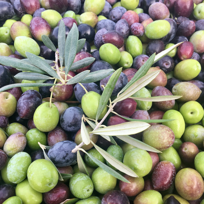 Close up image of fresh olives in a riot of colors from bright yellow-green to crimson to deep purple. Two small branches of leaves rest on top of them.