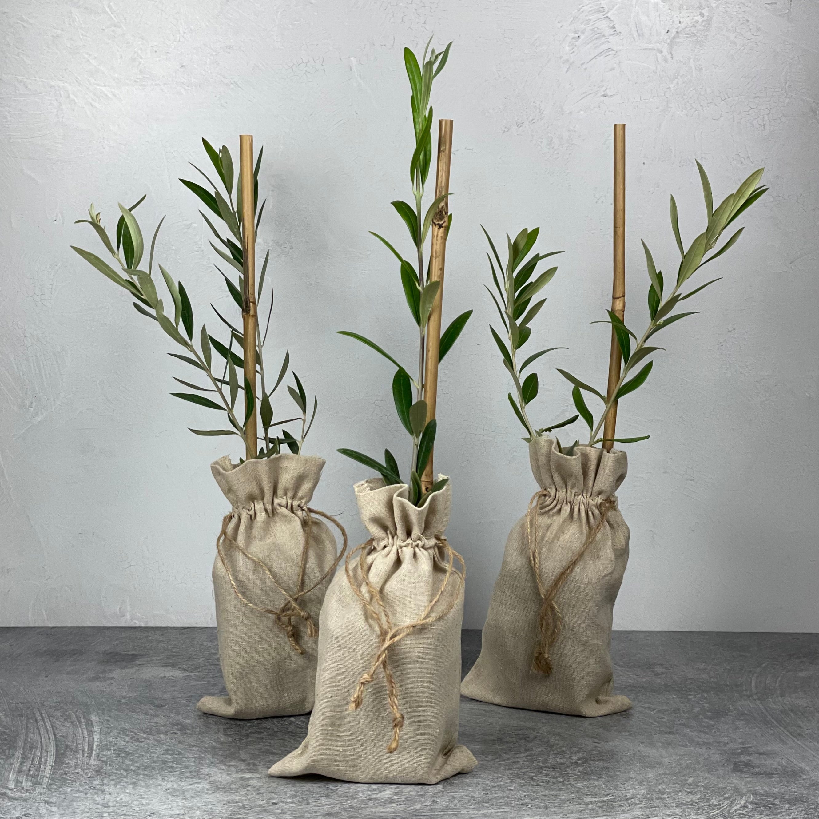 Olive Tree in Burlap Bag