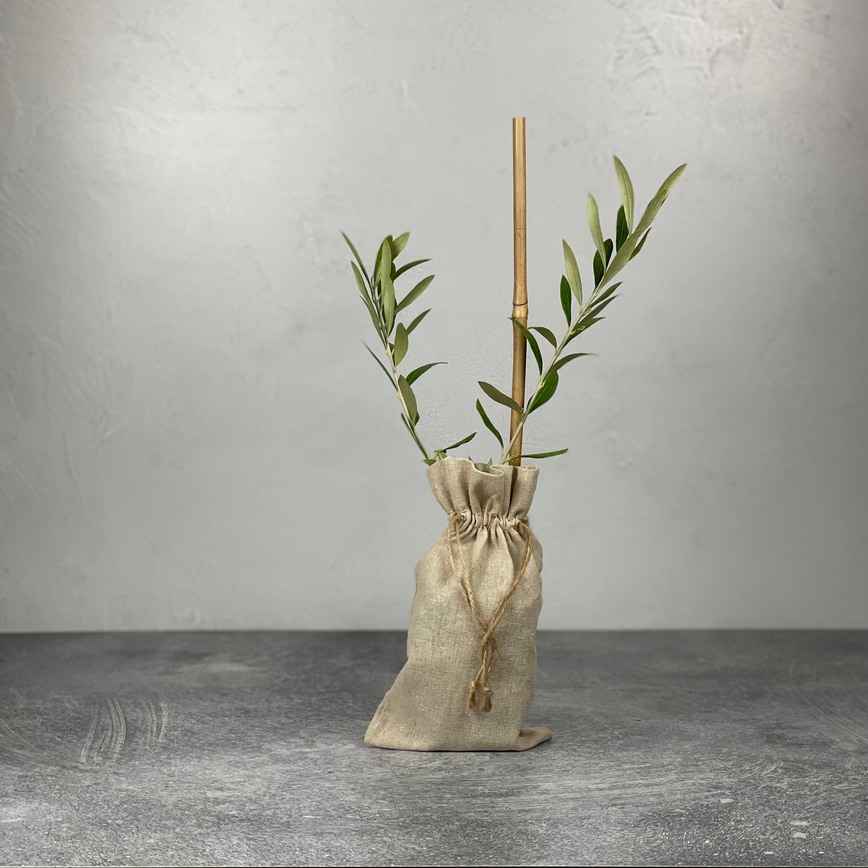 A small tree in a burlap bag in shown on a plain background