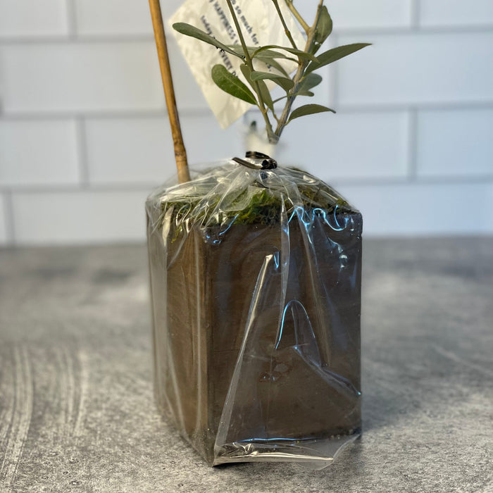 Close up of a similar plant upon arrival shows bamboo sake, and plastic wrap