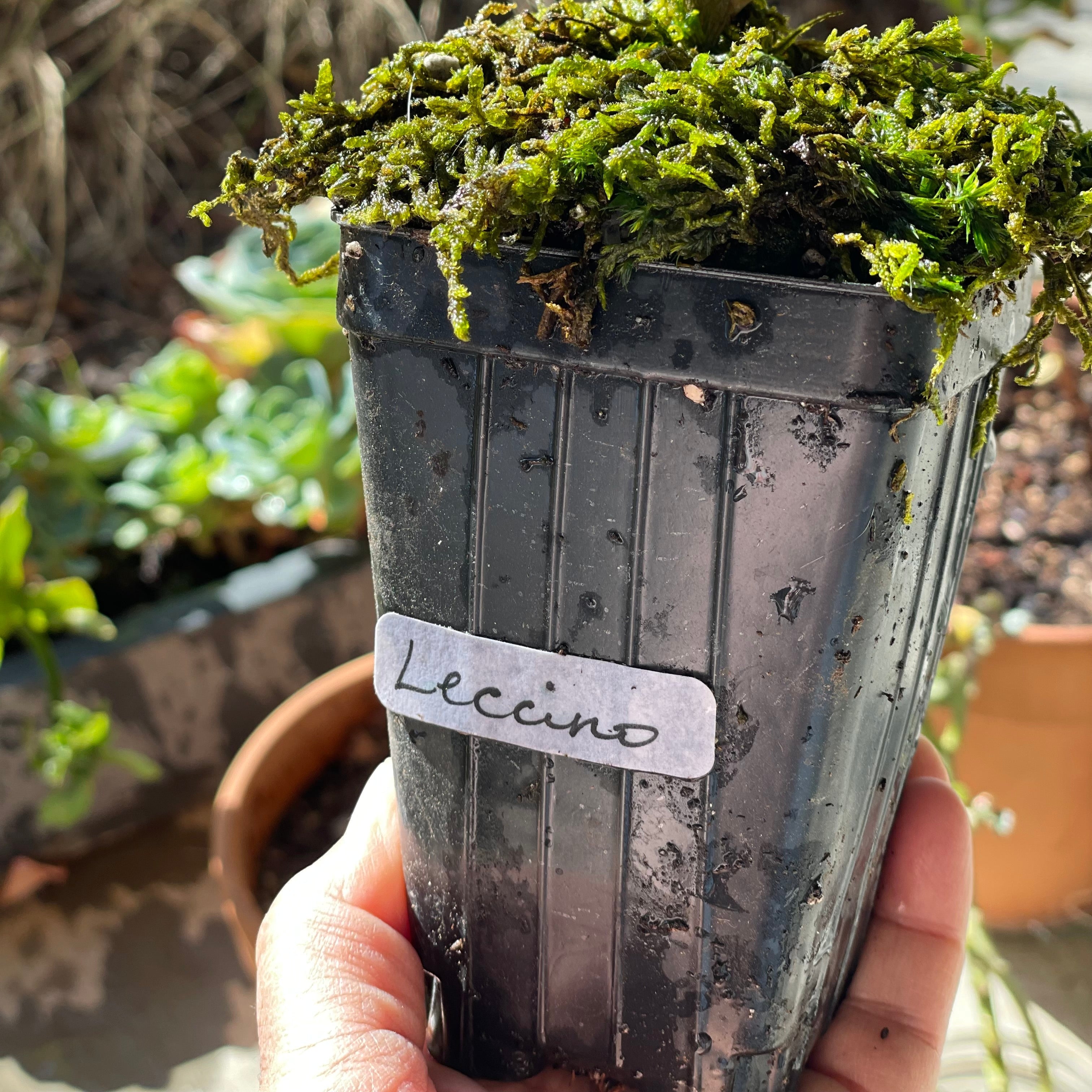 The tree has been pulled out of the wooden cachepot to be watered, and there is a tag which indicates the tree's variety that becomes visible.