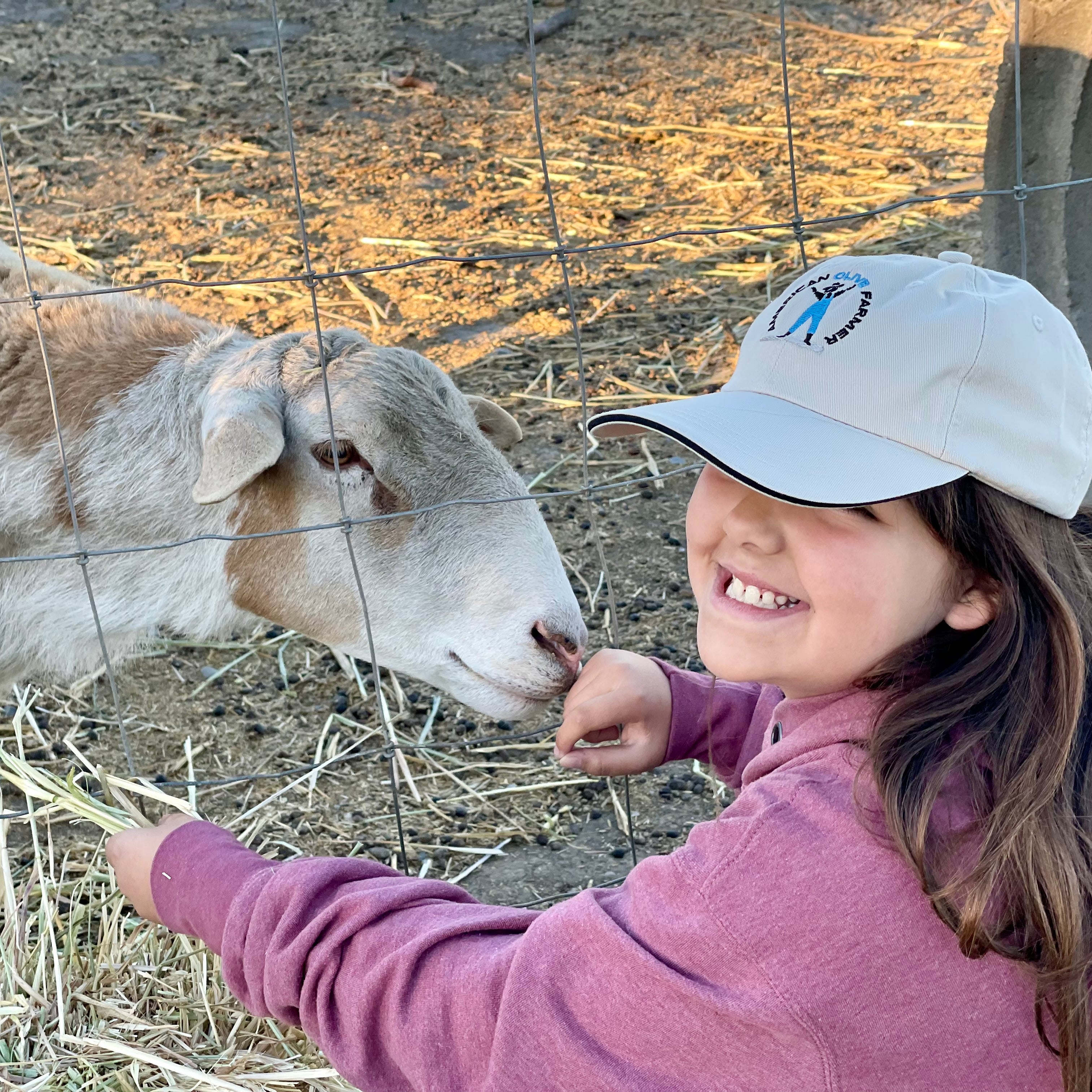 Little girl feeds a ram some hay while wearing the khaki American Olive Farmer hat.