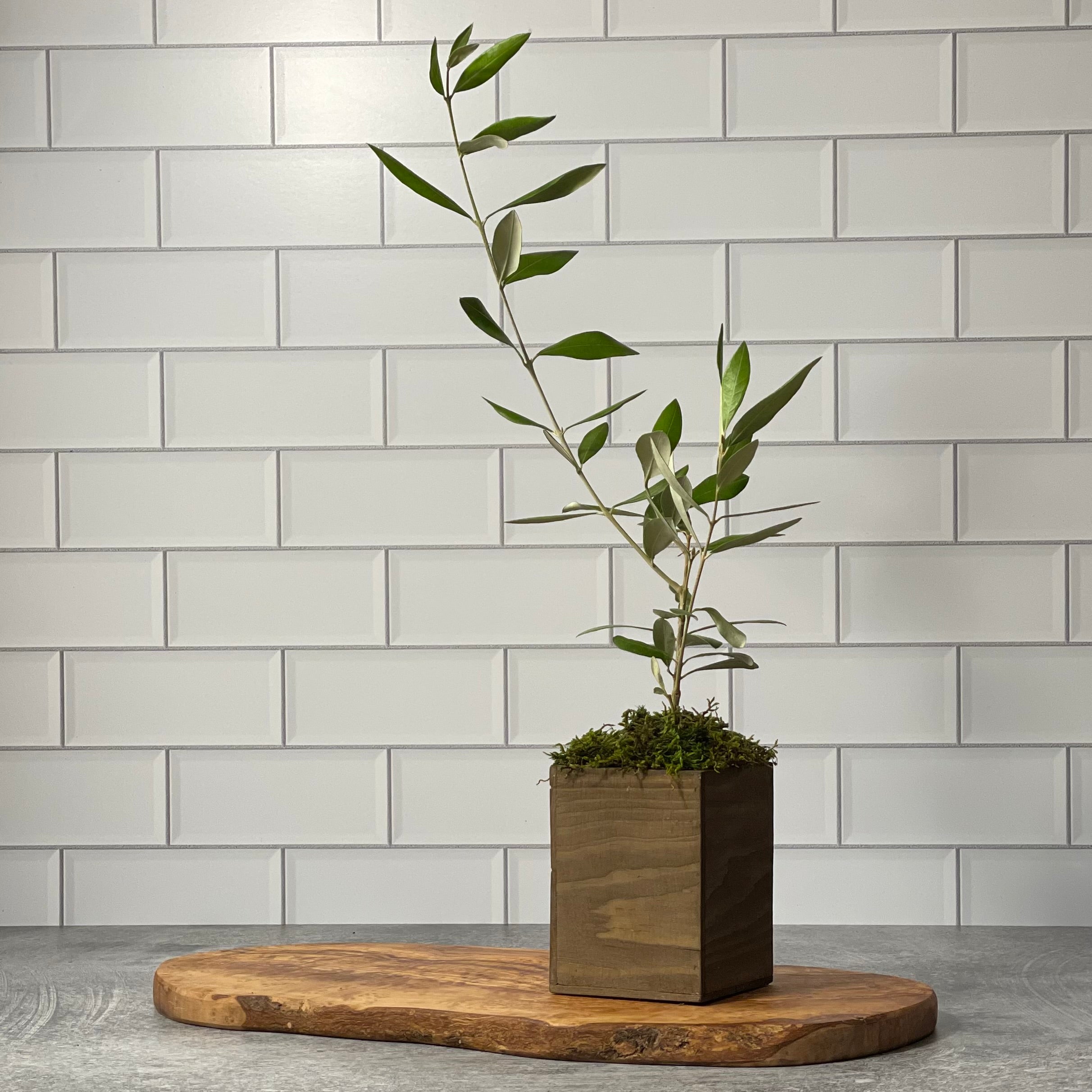 Rustic Olive Tree sits on medium charcuterie board in kitchen