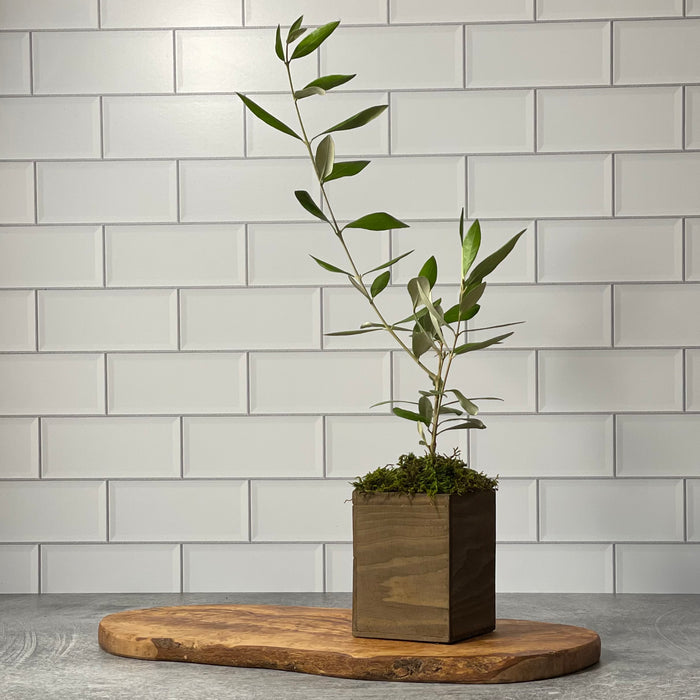 A single tree shown on an olivewood board in a white tile kitchen