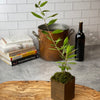 Rustic Olive Tree on kitchen counter with books, wine and wine glasses, and a bit hand hammer copper stock pot