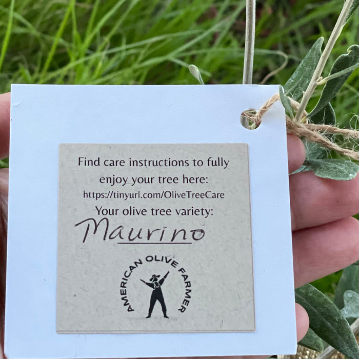 The reverse side of a gift tag showing a link to olive care instructions and a handwritten note about what olive variety was chosen