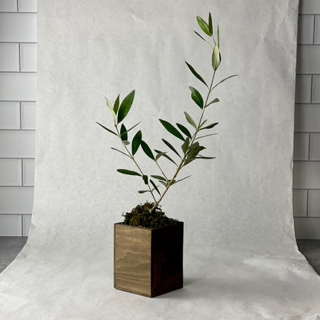 A single tree shown against butcher paper