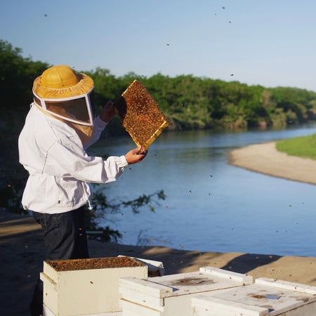 Beekeeper wearing a bee hood (but not a full bee suit) standing on the western bank of the Sacramento River inspecting a frame of honey full of bees.