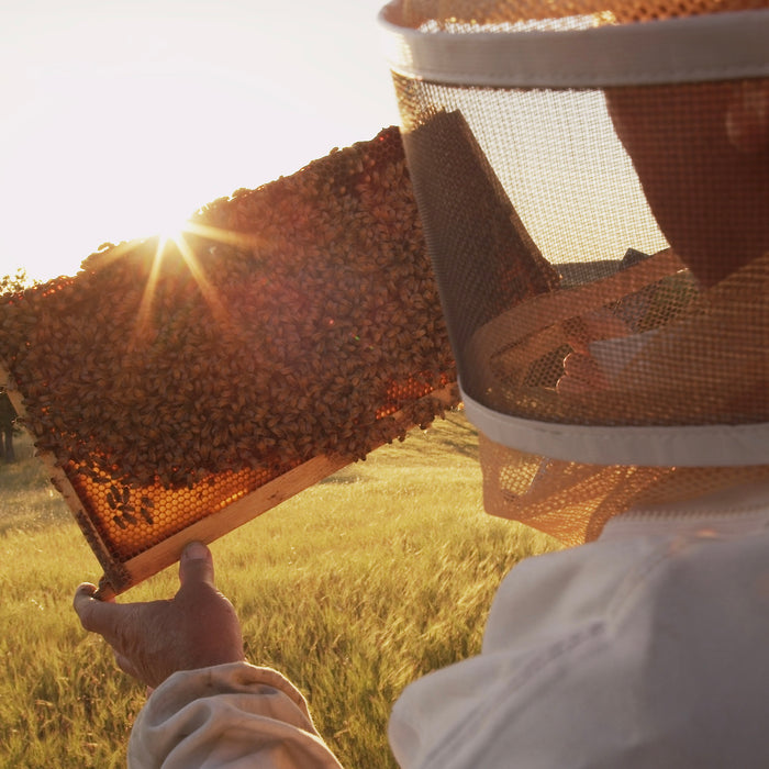 A beam of sunrise creates a starburst of light over the top of a honey frame being held by an Olivarez beekeeper wearing a bee suit. 