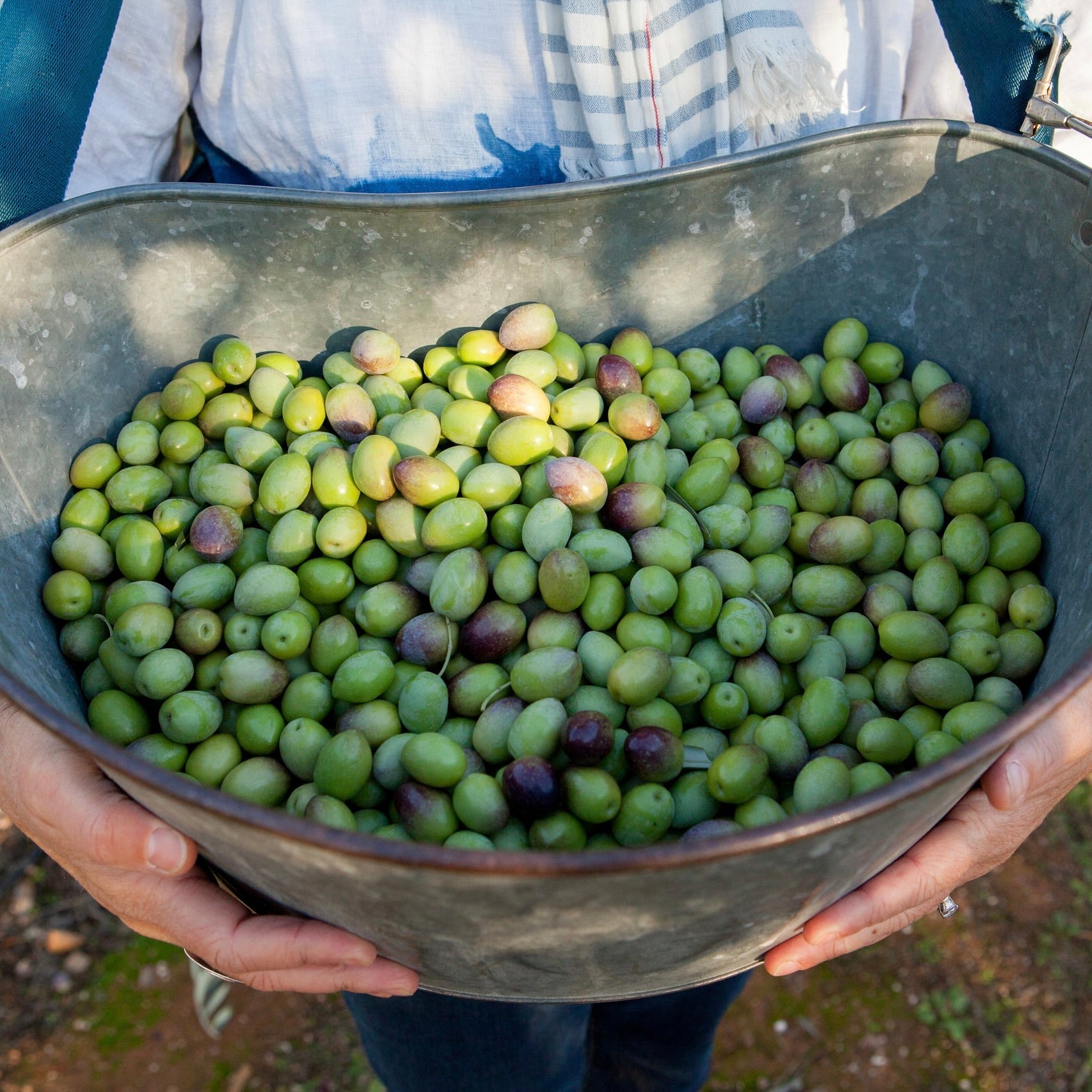 Worker holding a galvanized harvest bucket filled with freshly picked green and blushing Manzanillo olives.