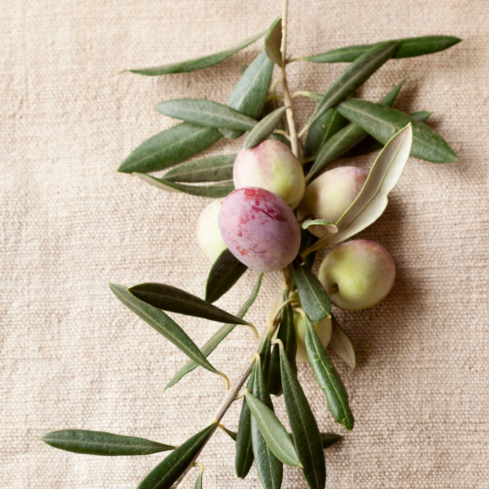 Big round Ascolano olives on the branch are yellow-green with a rosy blush as they start to ripen