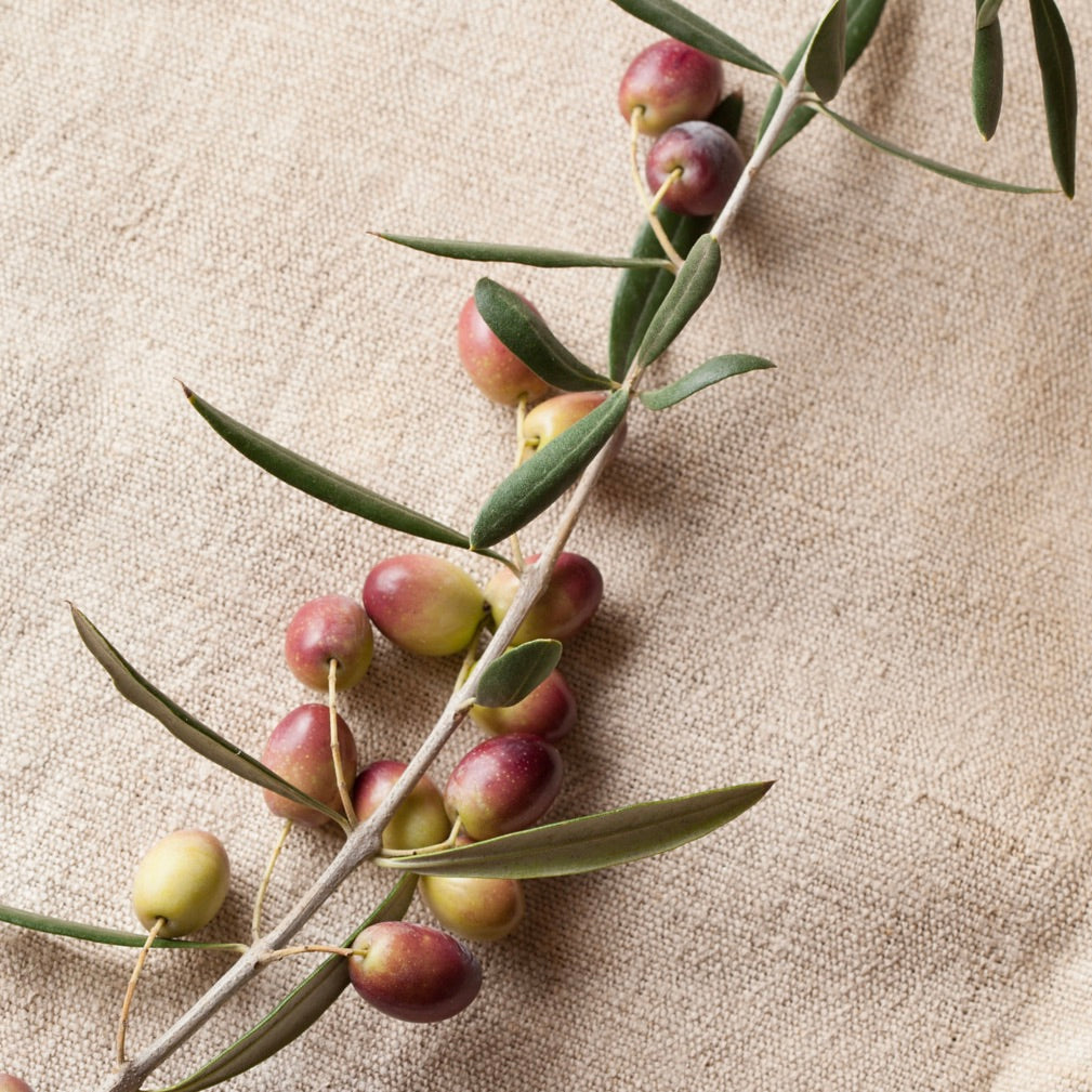 Fresh Coratina olives on the branch are small and rather more red than purple as they ripen