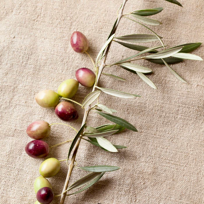 Fresh Picual olives are slightly pointy on one end, and the deep red color shown will darken further to a lovely violet color if allowed to ripen further.