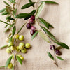 Fresh arbequina olive branches, one with green olives, the other with ripe olives, on a linen cloth